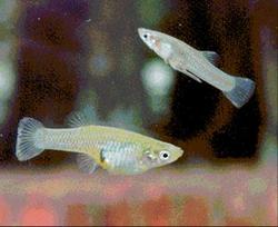 Mosquitofish studied for local adaptation