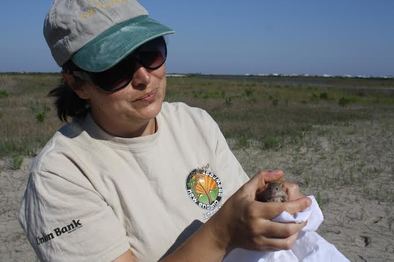 Mirka Zapetal studying mammals on barrier islands