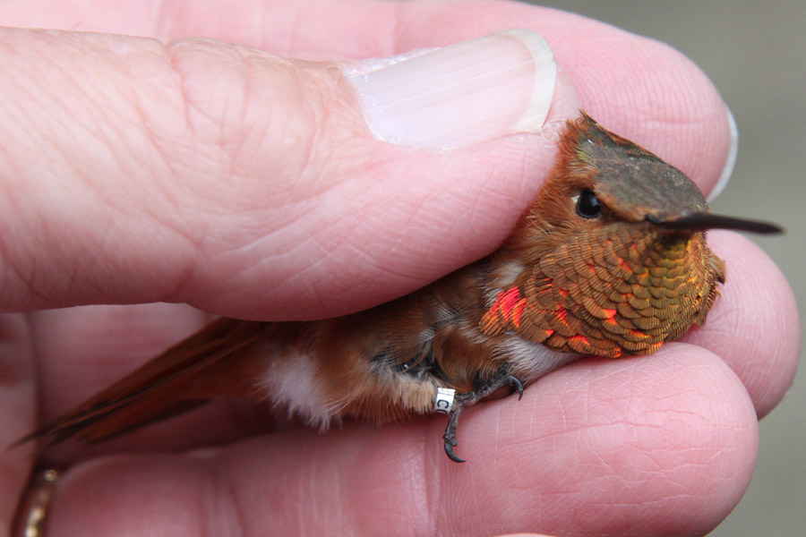 Hummingbird banding in Ornithology