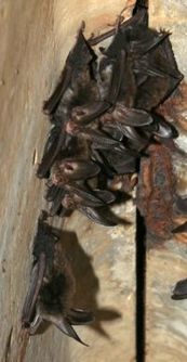 Bridge roosting bats studied in Louisiana